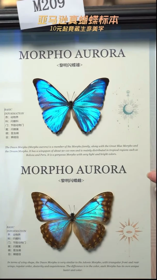 蝴蝶标本摆件竞拍m209