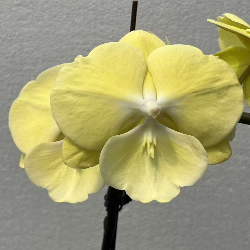 星月3.0寸杯蝴蝶兰带花大花真花兰花 花卉室内植物