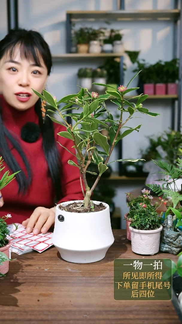 【闪购商品】83--7816金边瑞香白