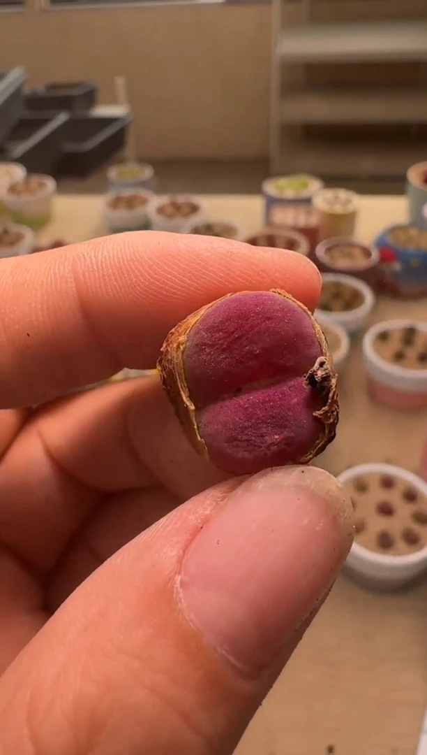 美丽的肉石头24-196