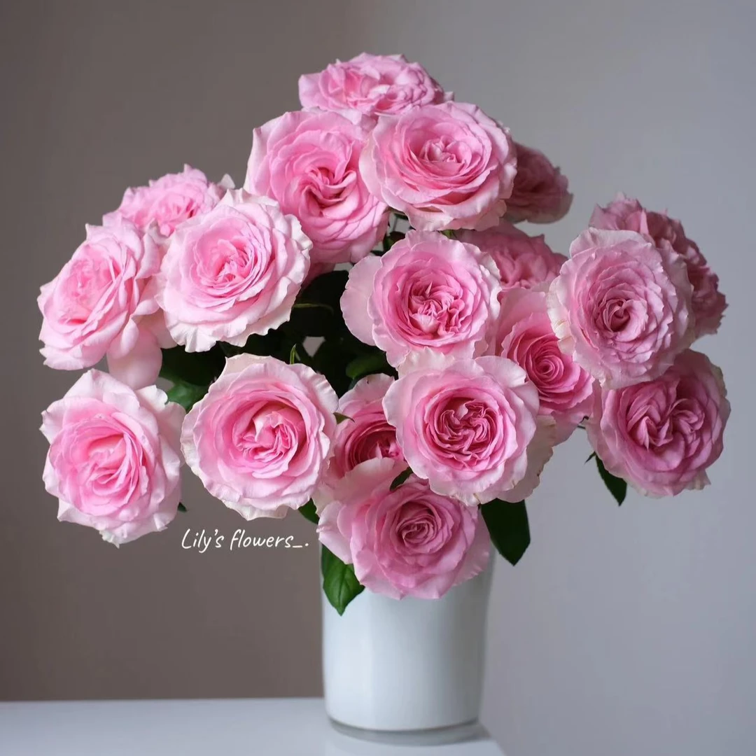 【六哥花卉】香水洛神 单头玫瑰