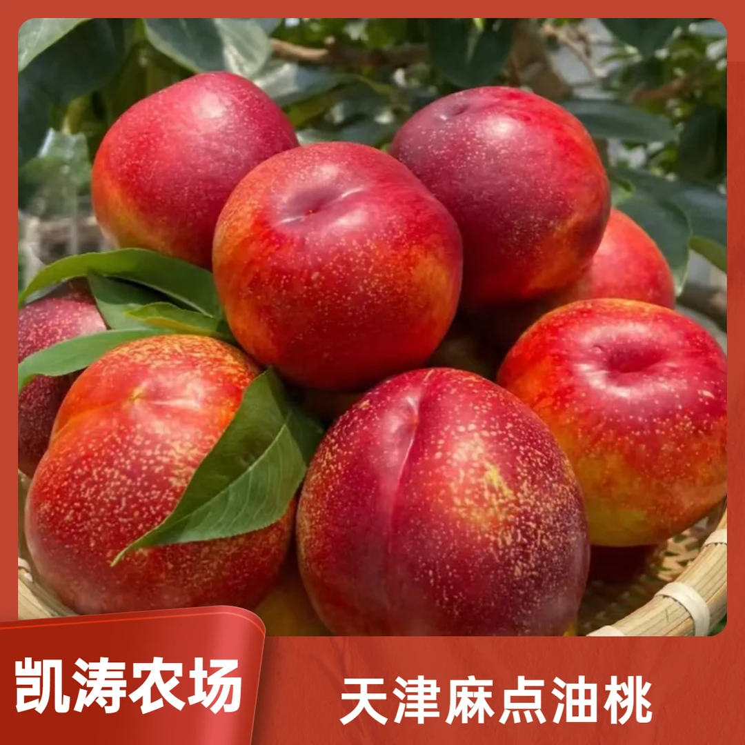天津本地露天麻点油桃5斤应季水果现摘现发京东顺丰包邮