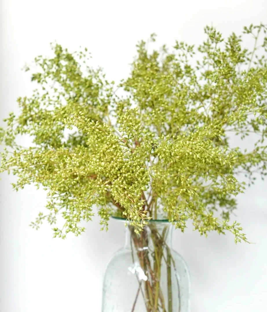 小米果  云南鲜花基地现采直发