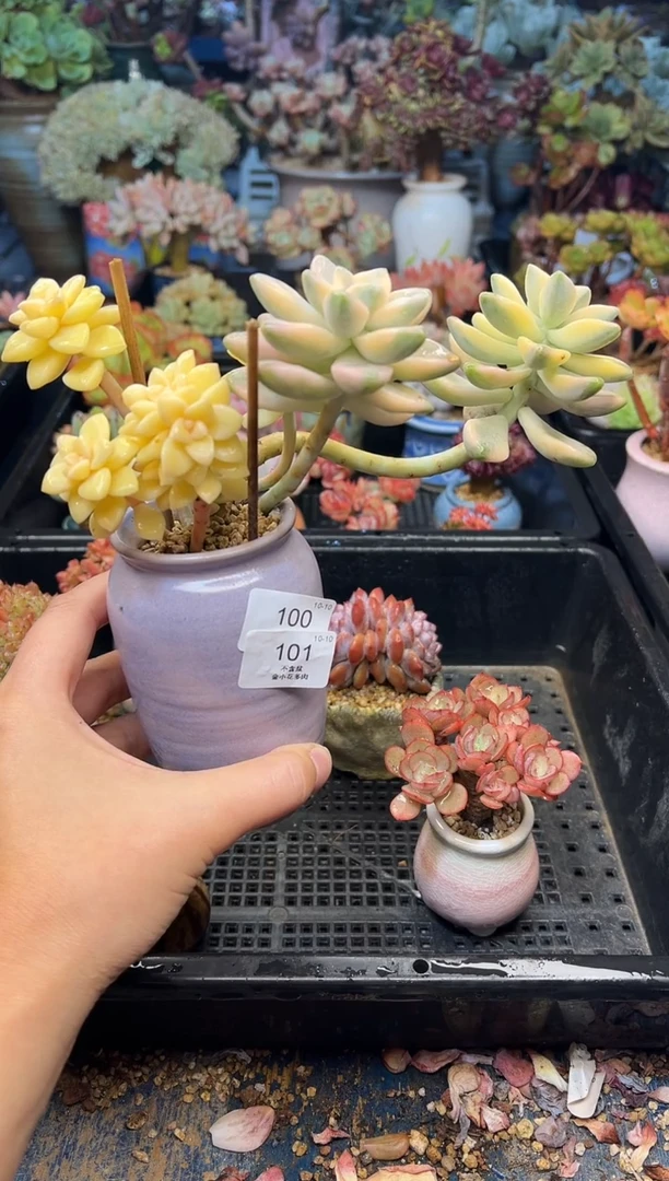 宇**心101           花盆