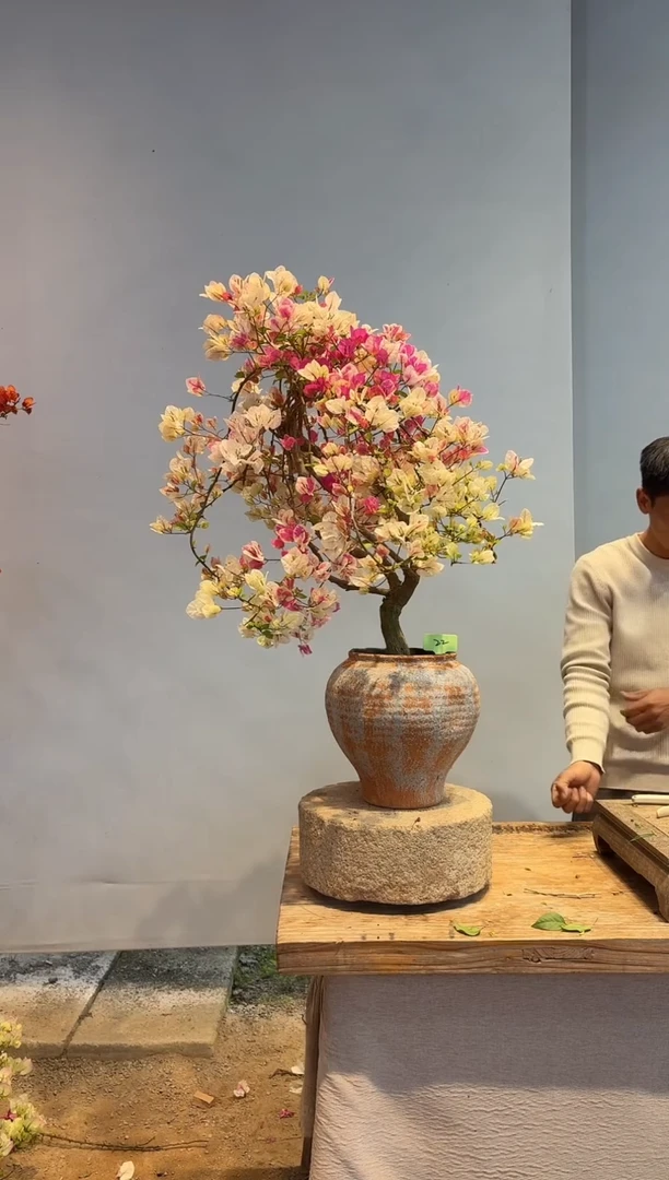 以实际为准三角梅22