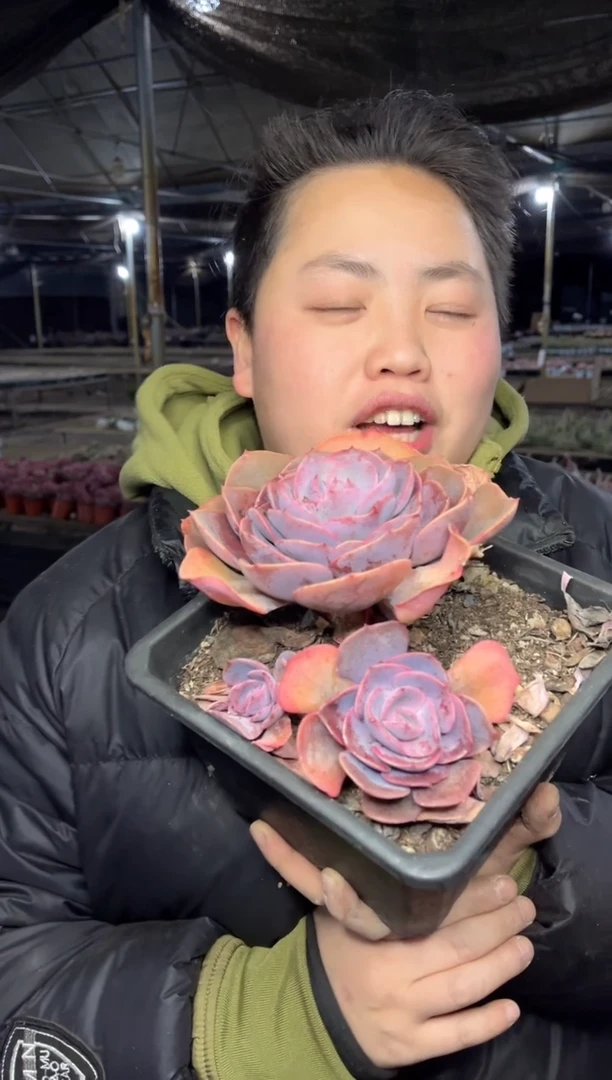 【闪购商品】95-单头爆崽起尘埃玫瑰9.99