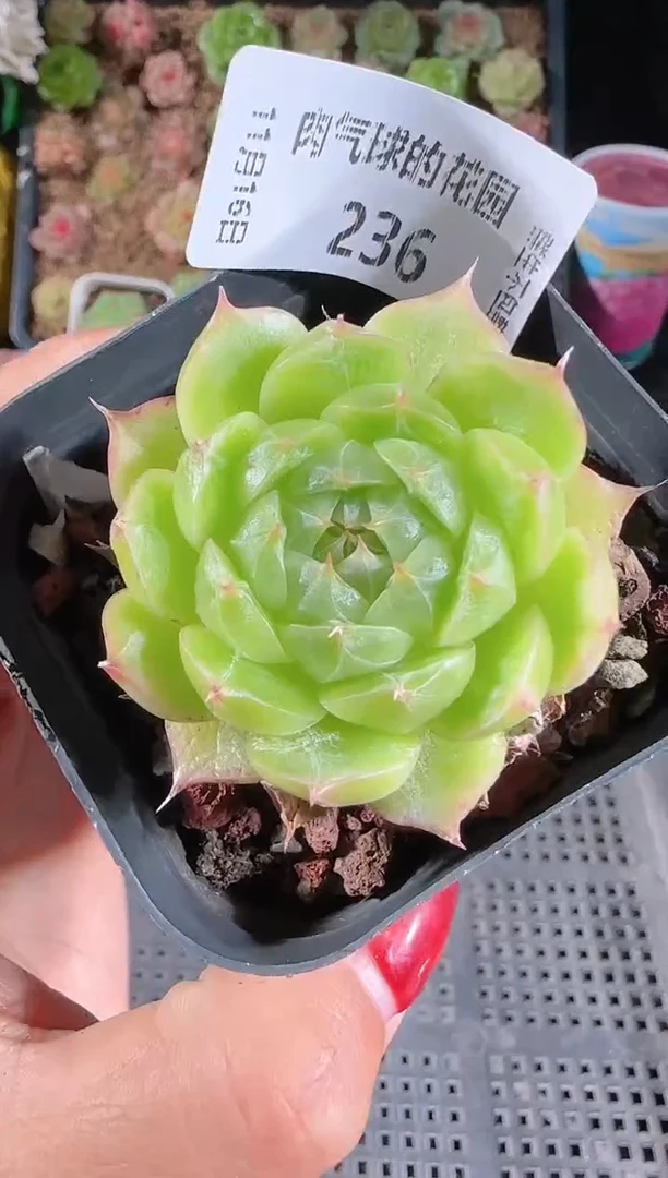 1116-236群生不包整