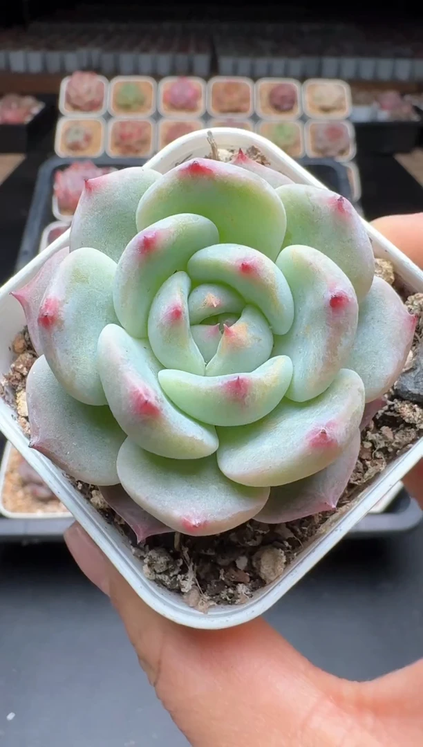 【闪购商品】685A号物拍多肉带盆土 当日拍3颗包柚