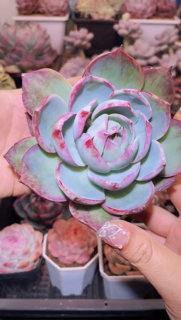 【闪购商品】449惊鸿仙子