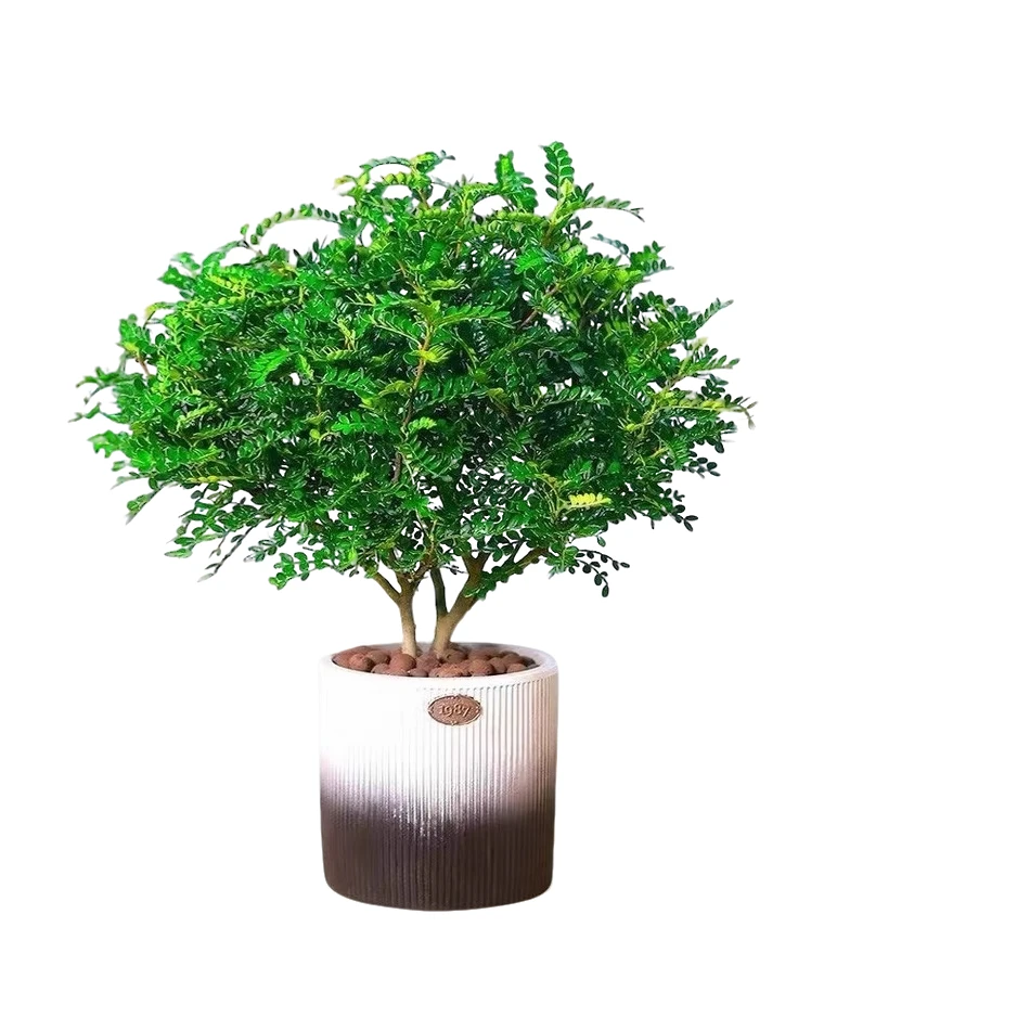 【驱蚊】正宗清香木胡椒木盆栽驱蚊驱虫四季常青室内好养盆栽