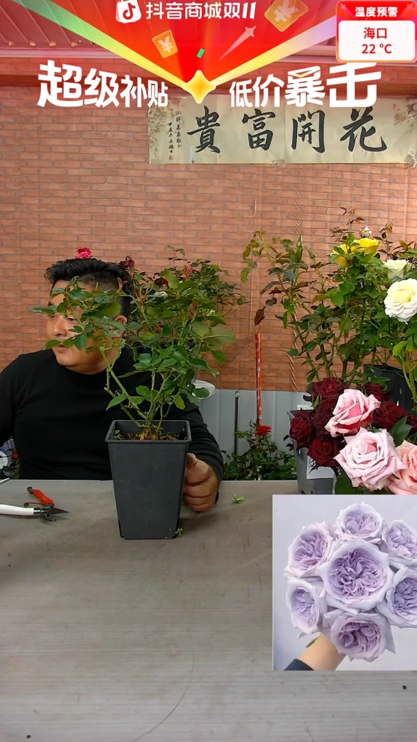 当前无花朵，栽培后可花朵紫荔枝