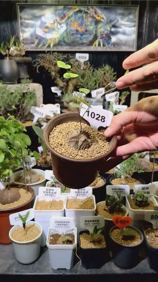 1028号1130甄选单颗南非龟甲龙