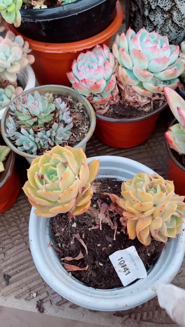 10141多肉植物一物一拍