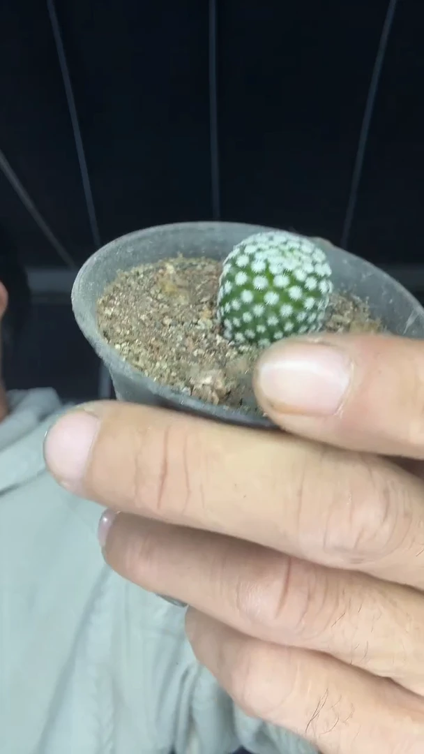 自根佛头春星39.99