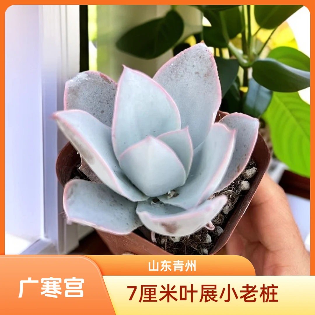 广寒宫7厘米盆老桩多肉