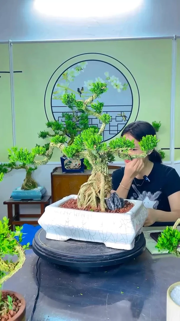 不开花植物补差价11米