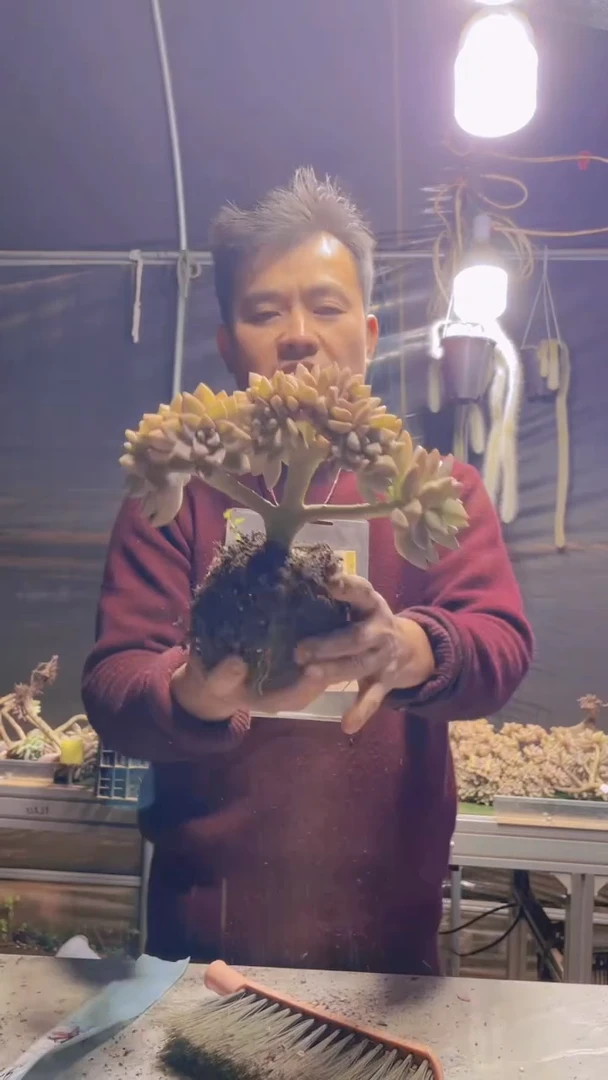 286淡雪缀化一物一拍