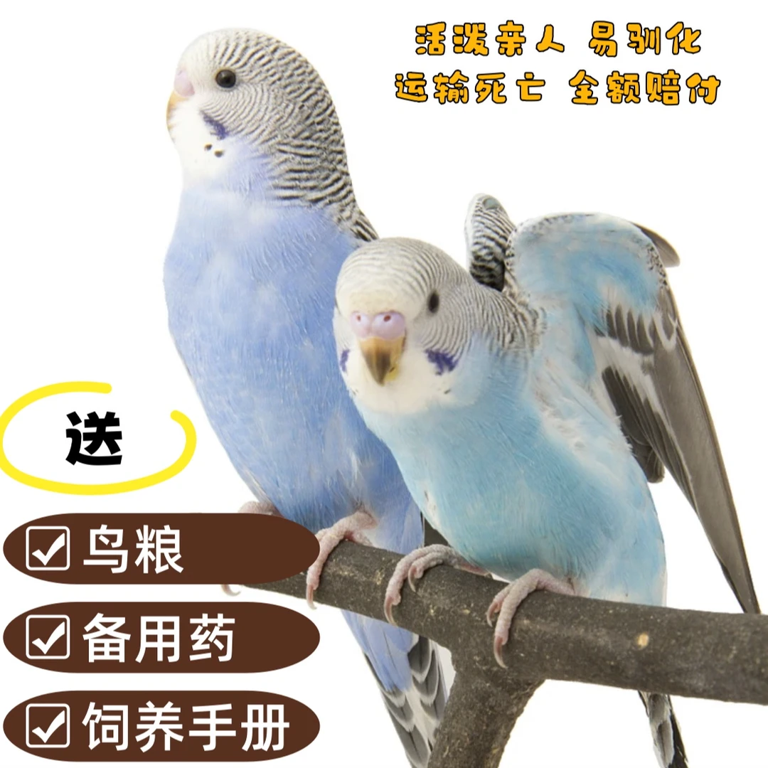 手养虎皮鹦鹉 小鸟鹦鹉活鸟 鸟类活鸟宠物运输包活