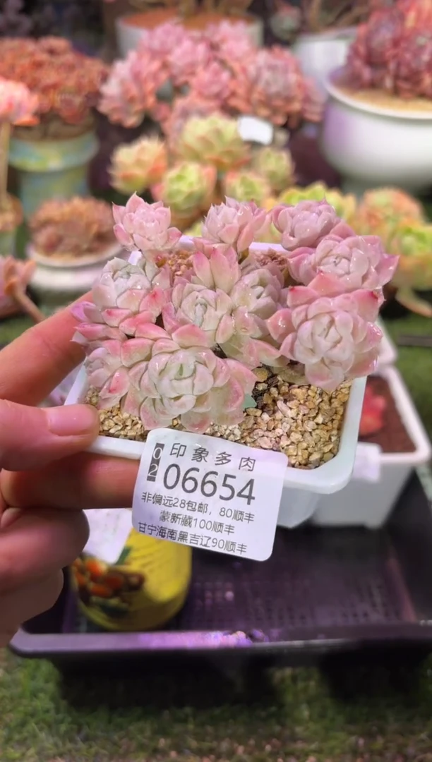 【闪购商品】06654