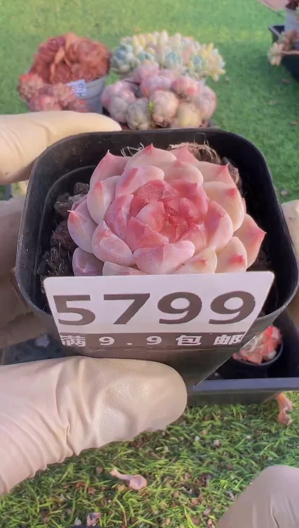 【闪购商品】信福多肉一物一拍