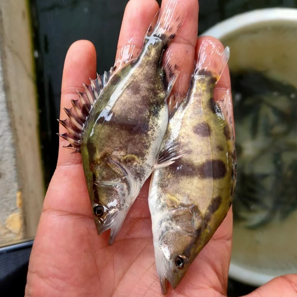原生鳜鱼观赏鱼鱼塘鱼缸可养