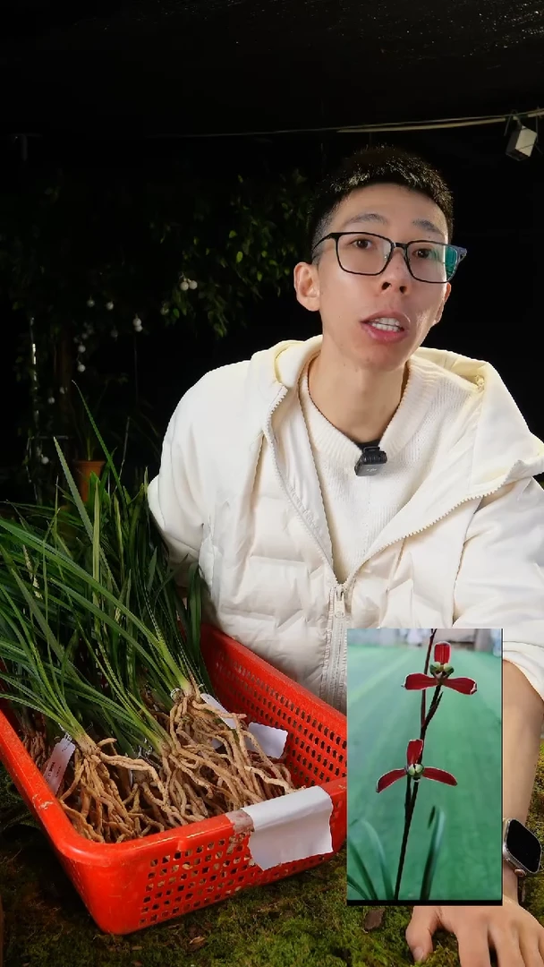 当前无花栽培后可以开花寒兰-红蜻蜓（子母2苗）