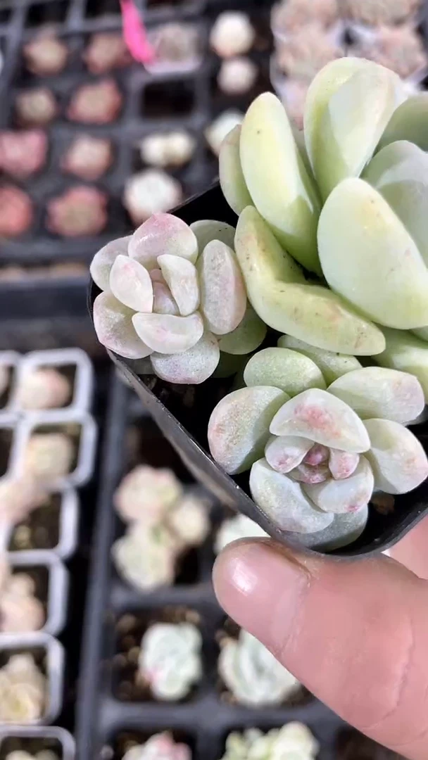 【闪购商品】512多肉