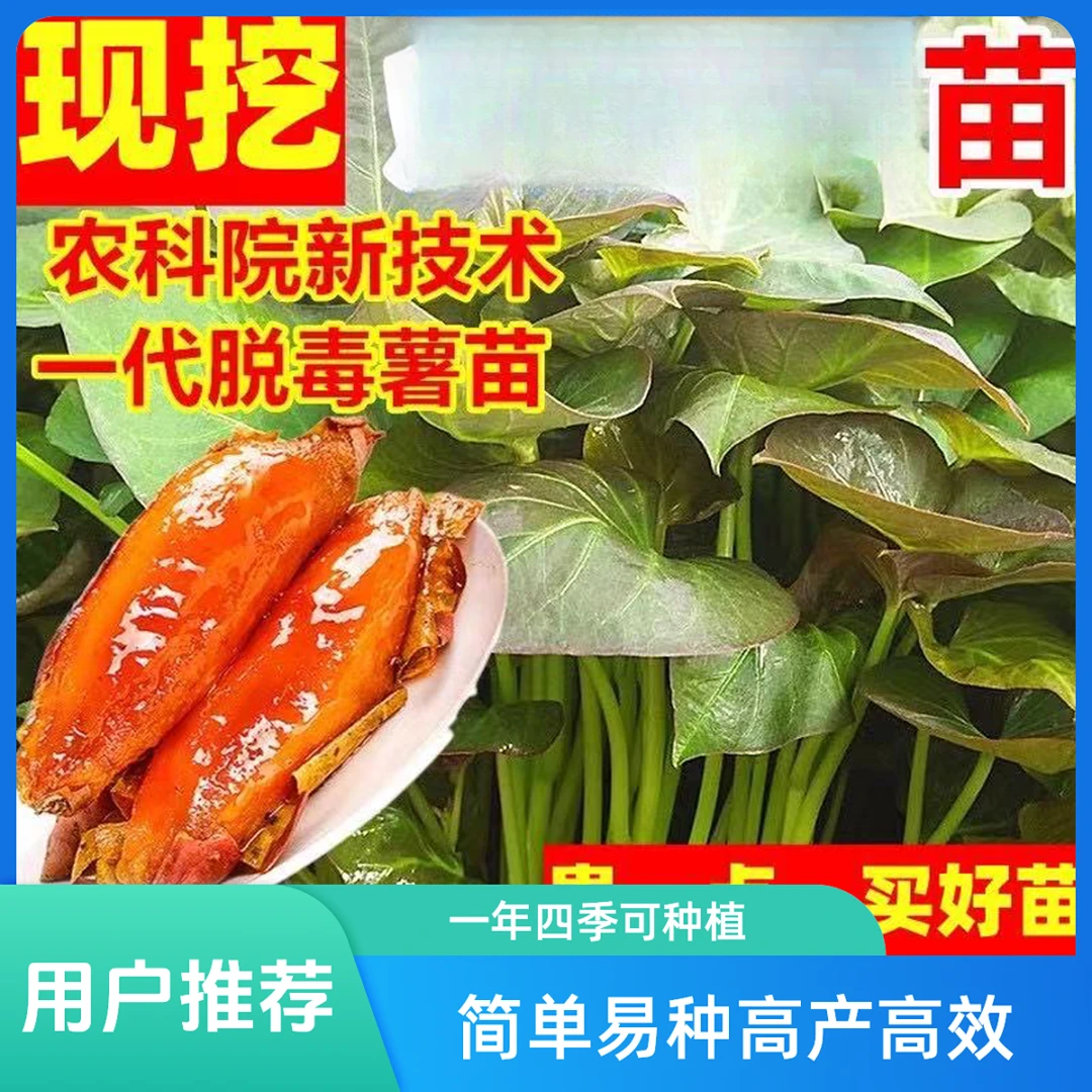 正宗流油蜜薯红薯苗番薯苗山芋紫薯苗红薯甜香地瓜苗红瑶哈密苗