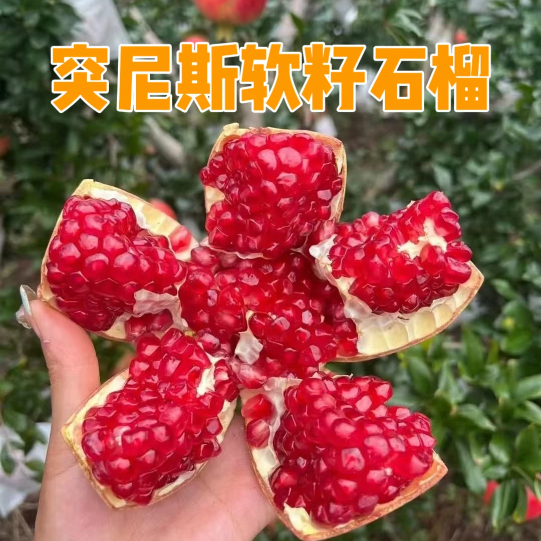 四川会理突尼斯软籽石榴 清甜可口 汁多浓郁 坏果包赔