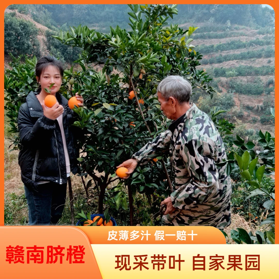10斤装正宗赣南脐橙带叶果应季新鲜皮薄多汁橙子特产好吃果子现采