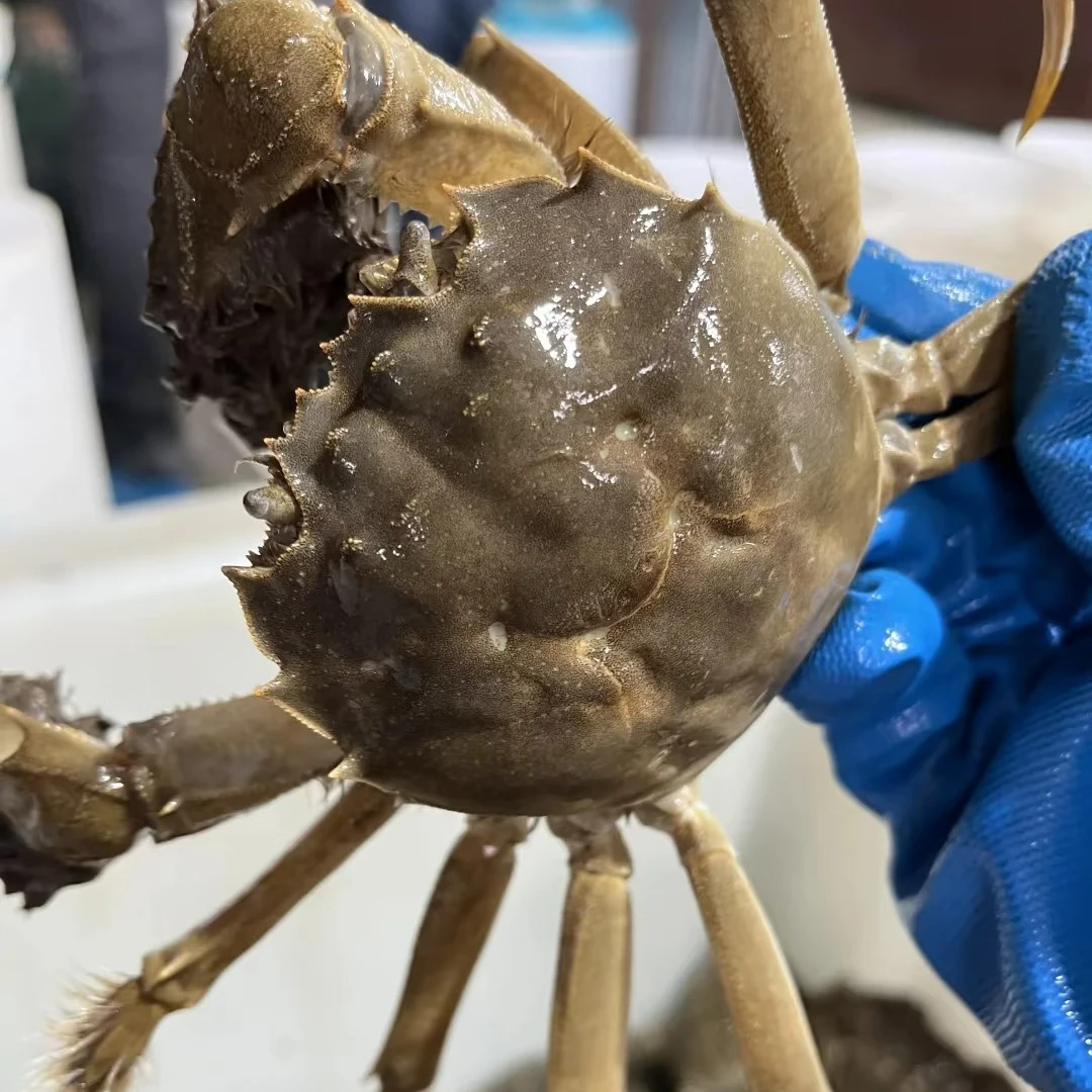 【螃蟹童子蟹】20只母蟹1.1-1.4两 石家庄同城小时达 香辣蟹好食材