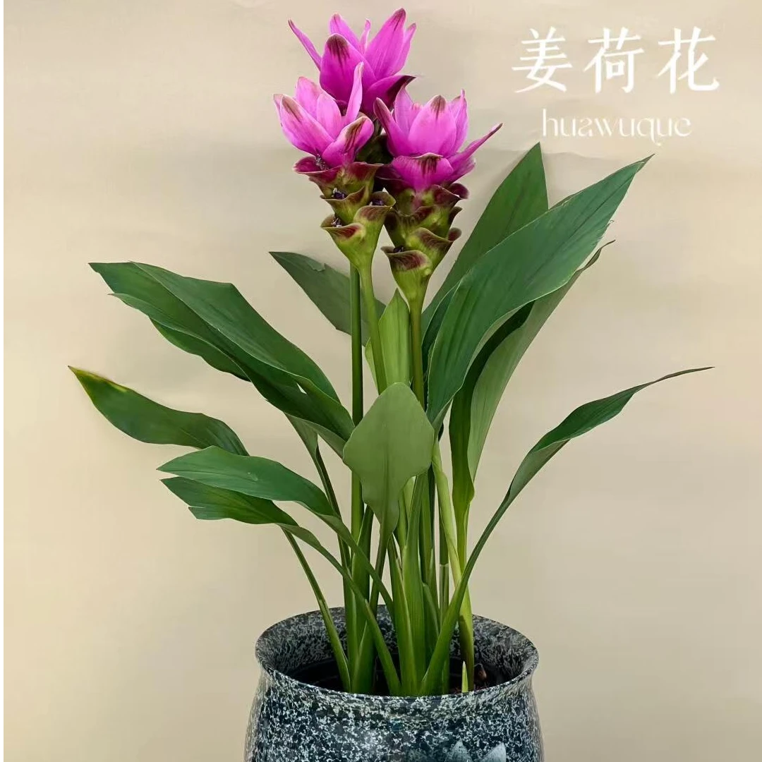 姜荷花盆栽耐热耐寒多年生庭院阳台花卉植物盆栽易繁殖切花水培好