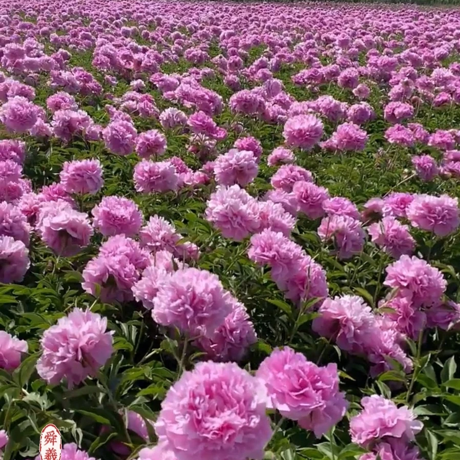 【晴雯】国产重瓣芍药基地直发耐寒芍药花凤仙花易成活