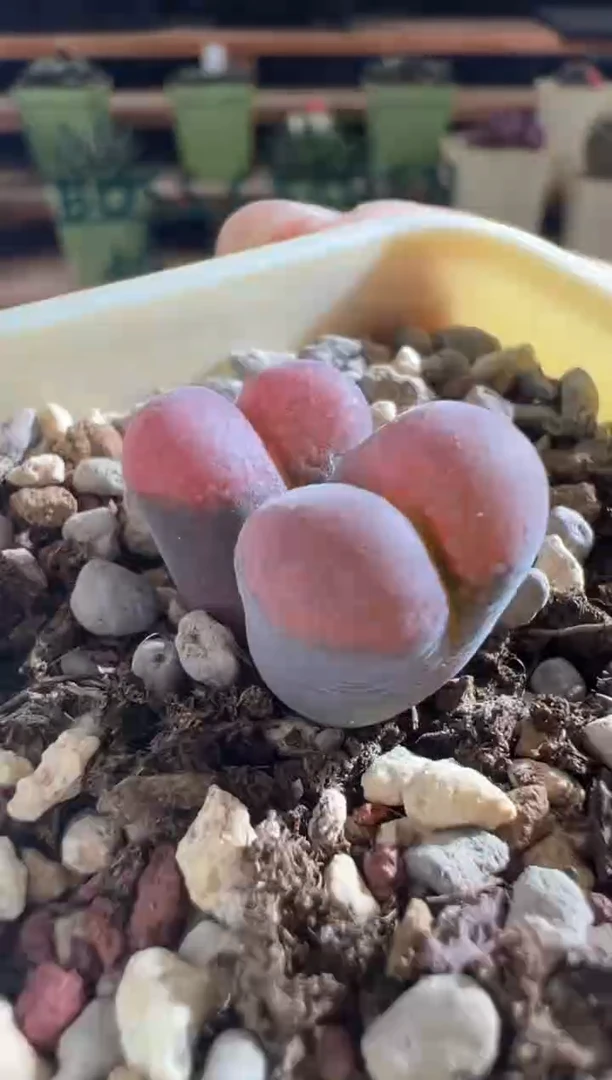 242---pv1089   4.5年