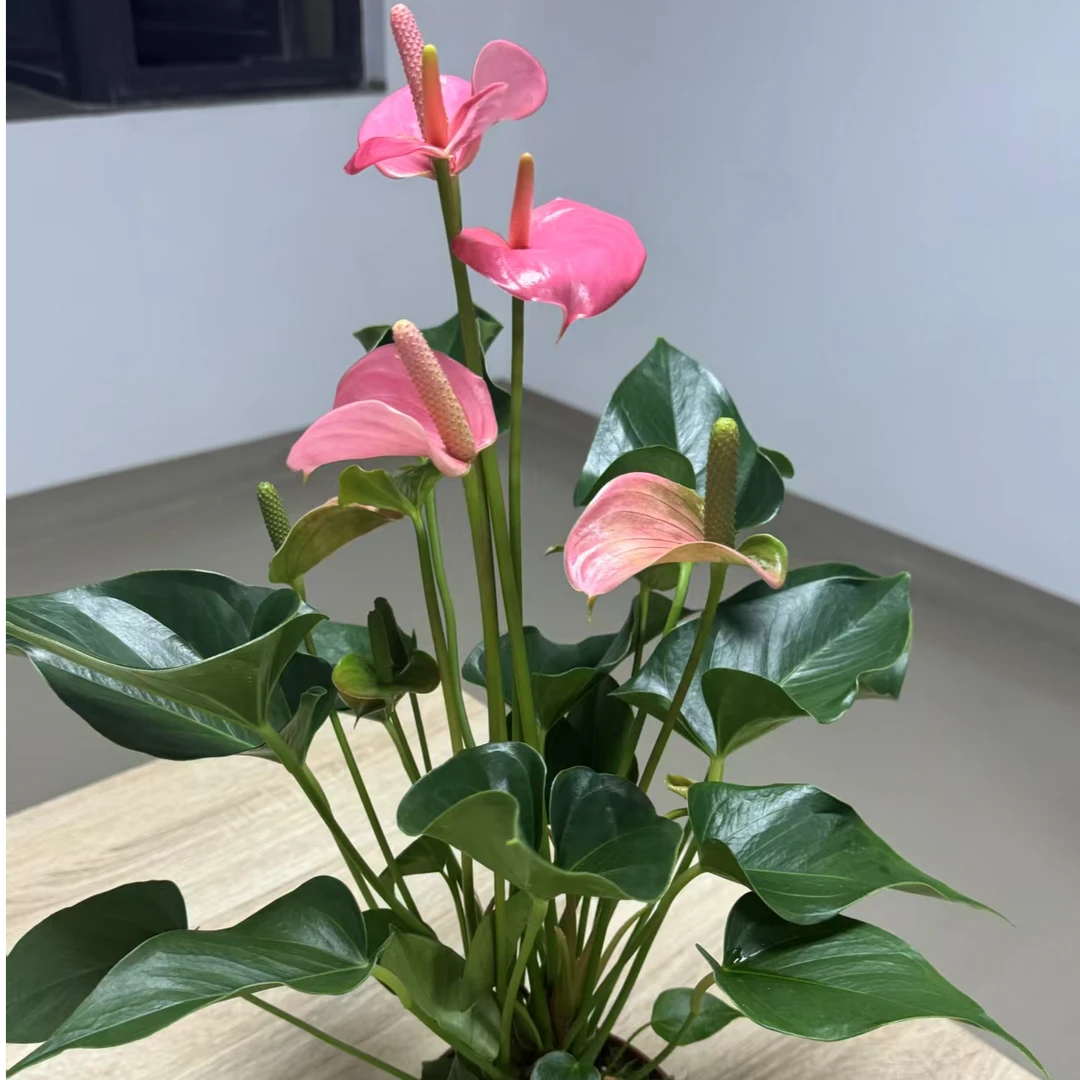 粉掌土培植物室内好养四季开花美观绿植