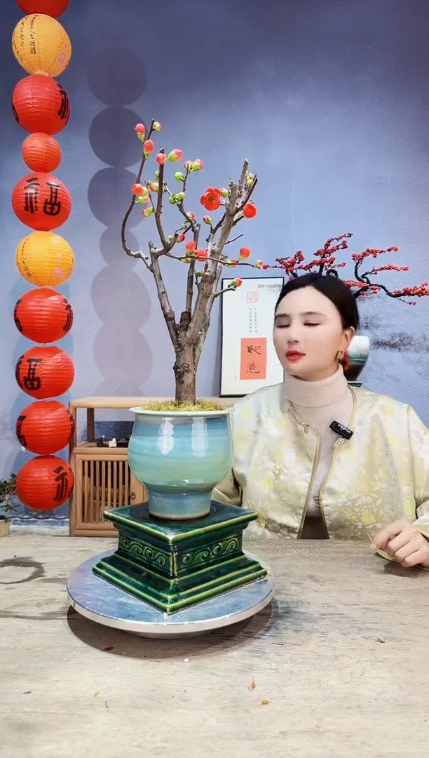 【闪购商品】盆景海棠 长寿冠