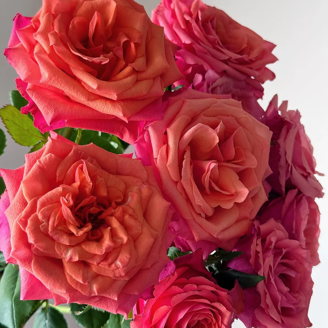 【萌娃丢丢玫瑰】高等级玫瑰有保障/顺丰包邮/云南玫瑰鲜花批发