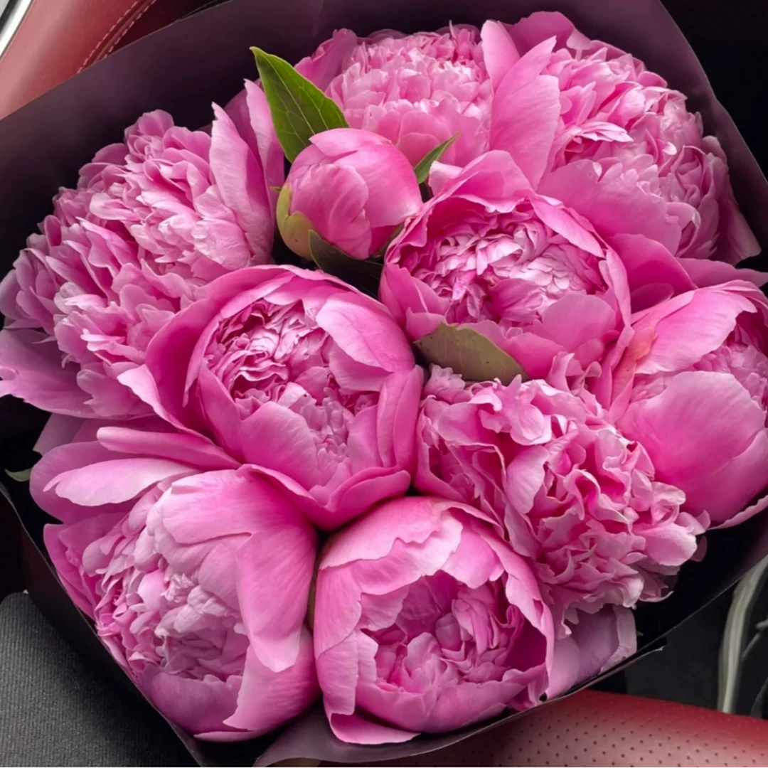 现货头茬（兰富士）菏泽基地直发 母亲节鲜花 次日达