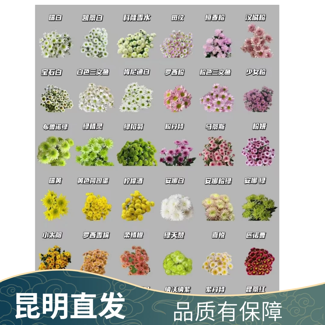 鲜花多头小雏菊品种多家居配饰花店配置昆明直发批发品质好菊花