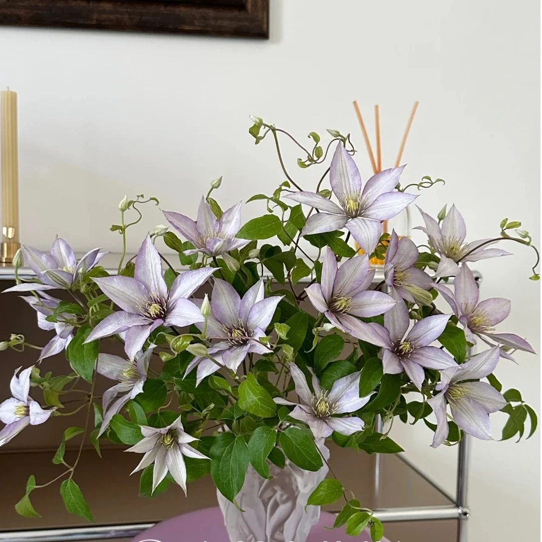 花都园艺 大道系 撒玛利亚乔 铁线莲盆栽爬藤植物易爆花 2/3类