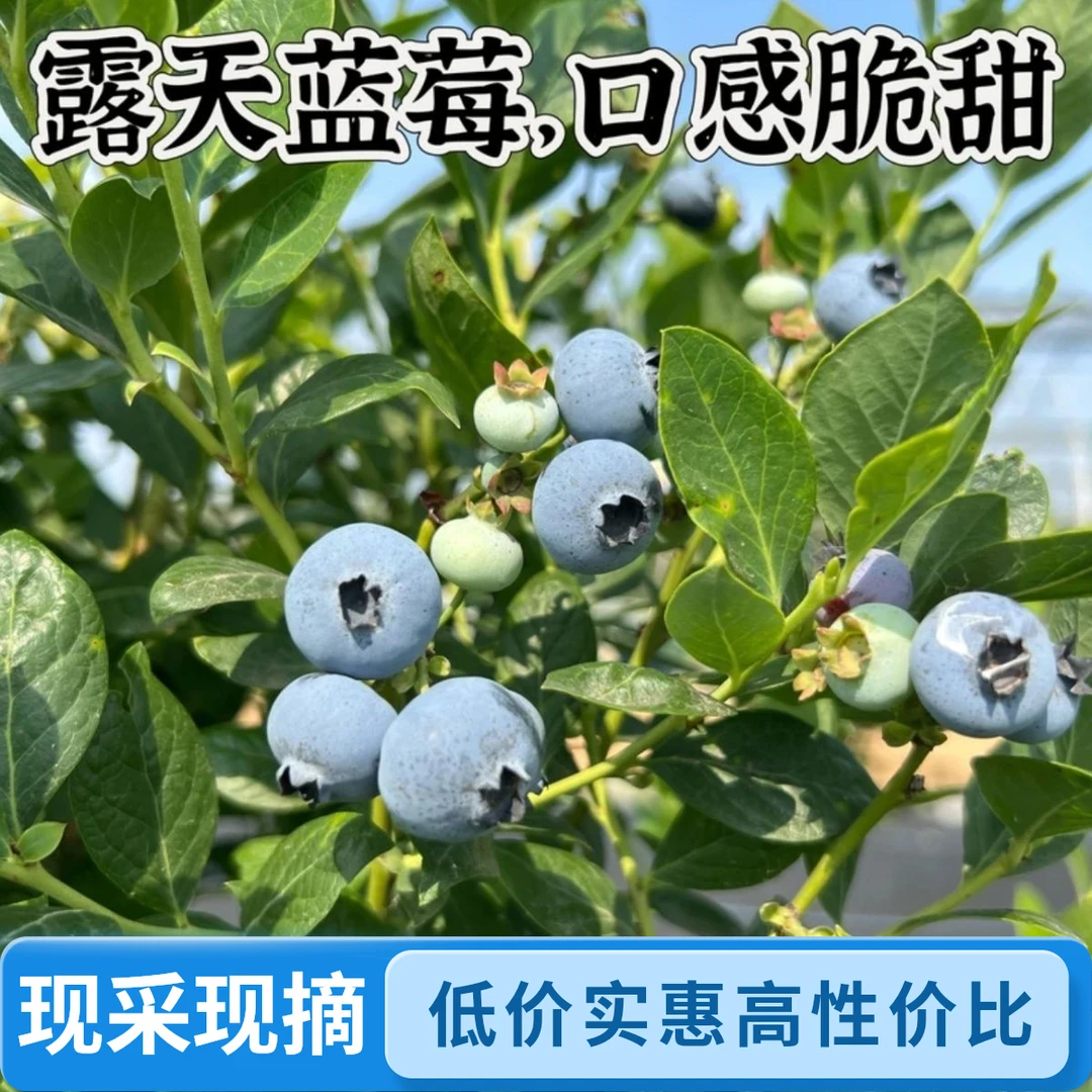 云南抚仙湖蓝莓果王  新鲜爆汁脆甜花香现采现摘  顺丰空运包邮
