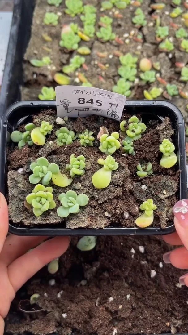 845 T1混多肉植物量拍