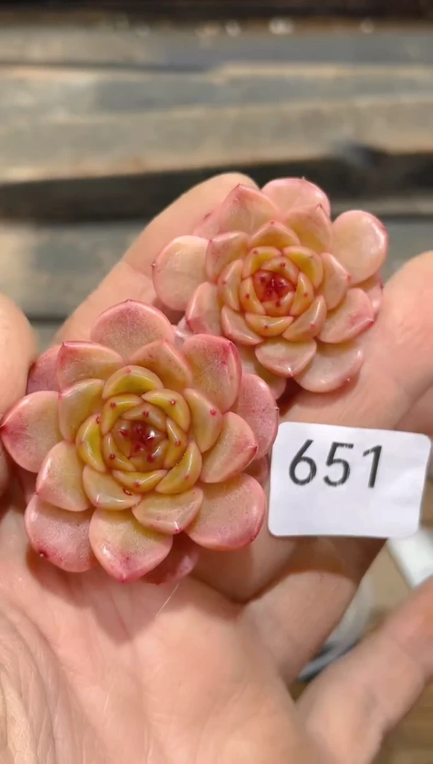 651金戈珍妮      量拍2颗