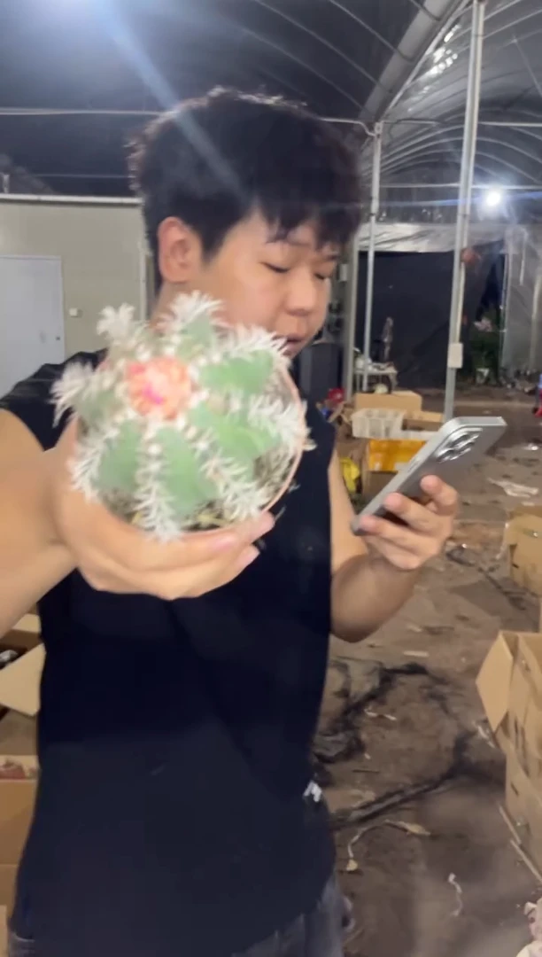 实生根 魔云【带云顶】7-9cm