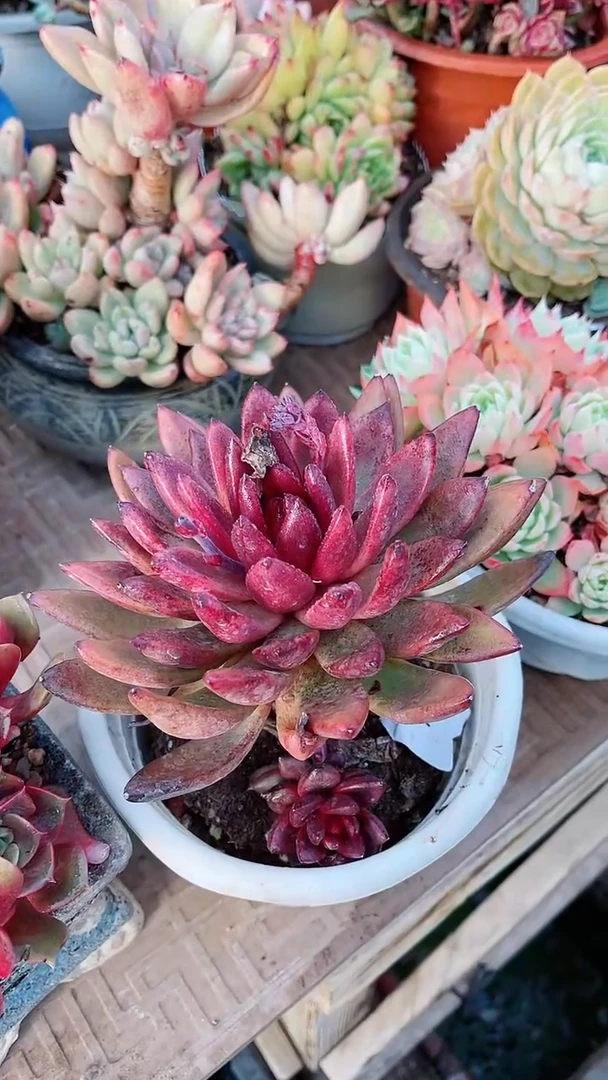 【闪购商品】17122