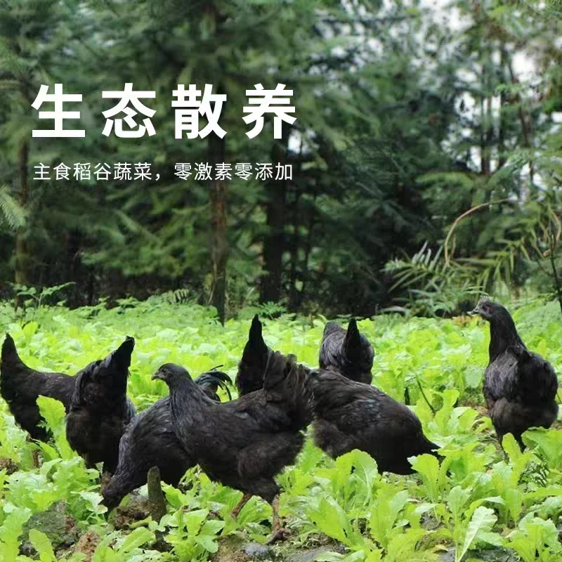 云南六大名鸡 粮食喂养盐津乌骨母鸡 顺丰冷链包邮  （净重2.6斤）