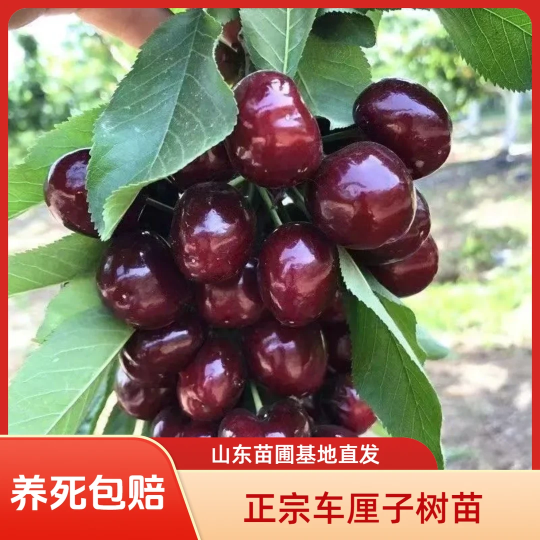 【正宗车厘子树苗】樱桃苗盆栽地栽阳台庭院南北方樱桃果树苗