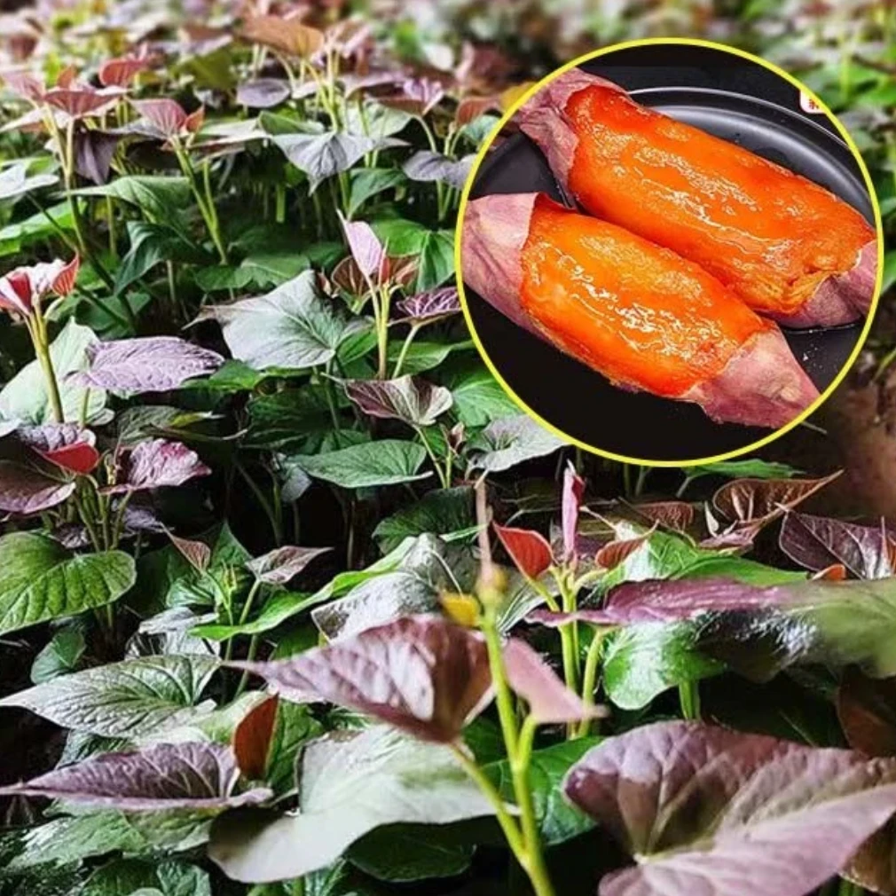 红薯苗紫薯苗蜜薯苗西瓜红薯秧苗