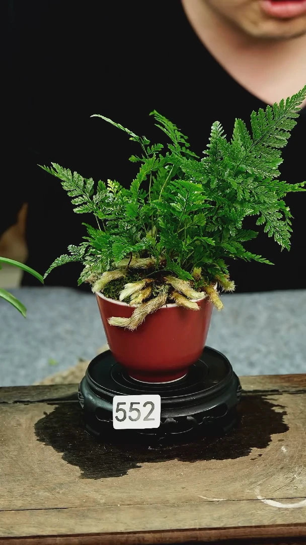 【闪购商品】苔藓微景观552号