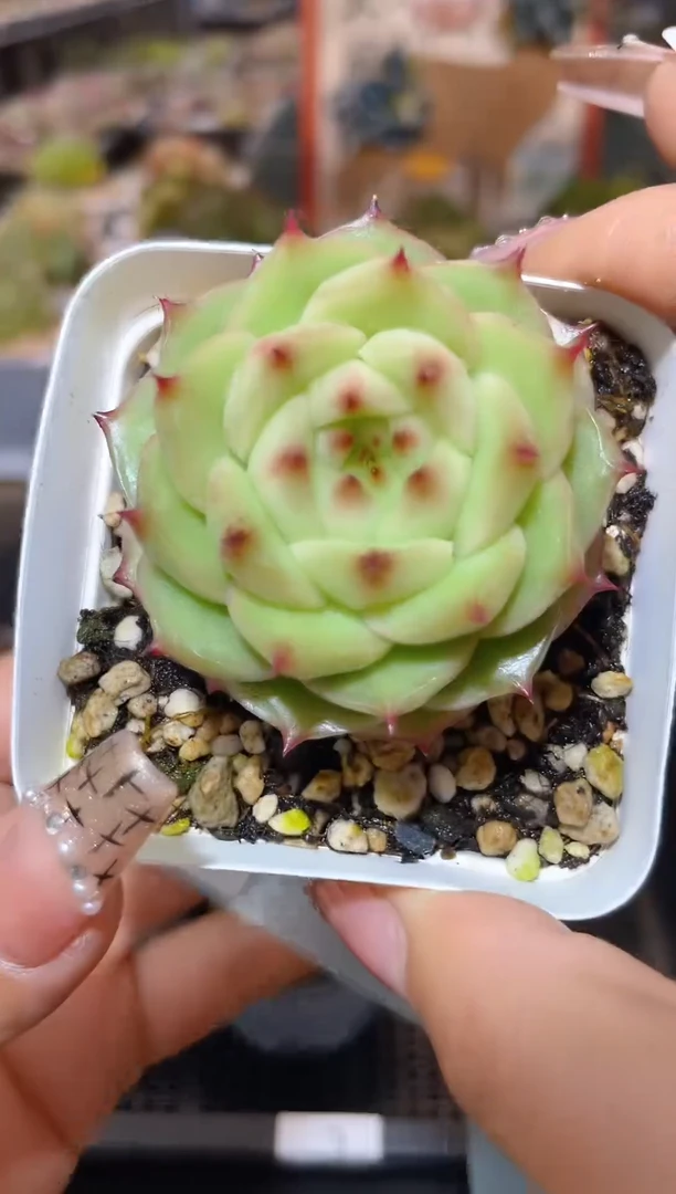 【闪购商品】130海胆